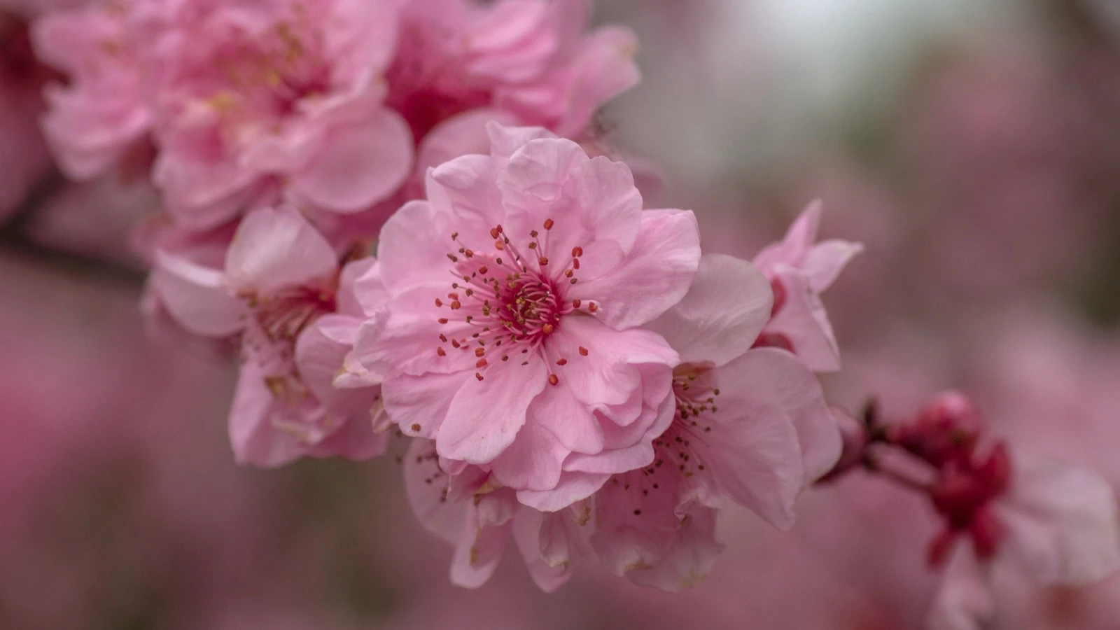 A cluster of pink cherry blossoms in full bloom on a branch at Auburn Botanic Gardens