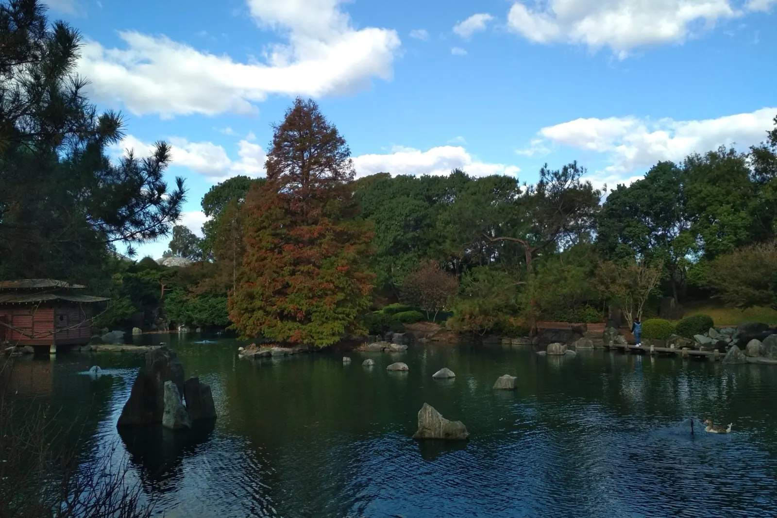 The pond in the Japanese Gardens at Auburn Botanic Gardens, with stepping stones, ducks and a tea house on the far bank